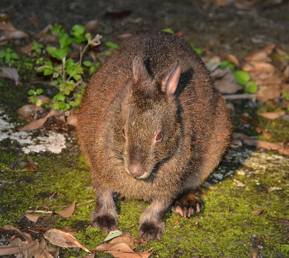 奄美のくろうさぎ