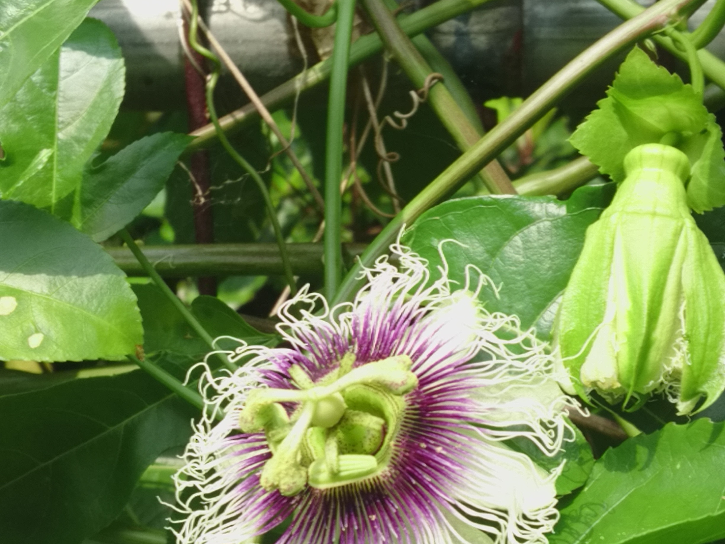 パッションフルーツの花