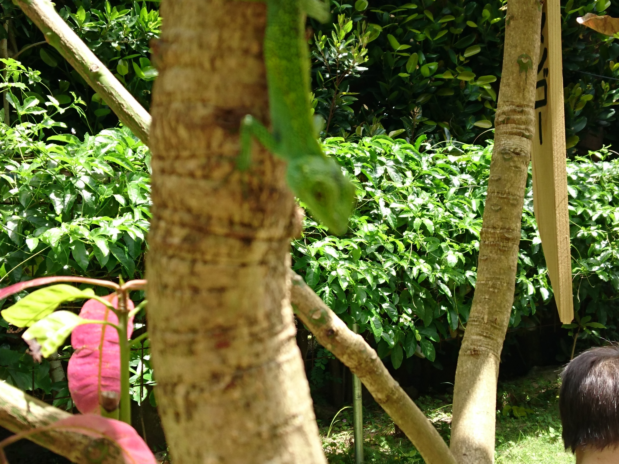 きのぼりとかげ