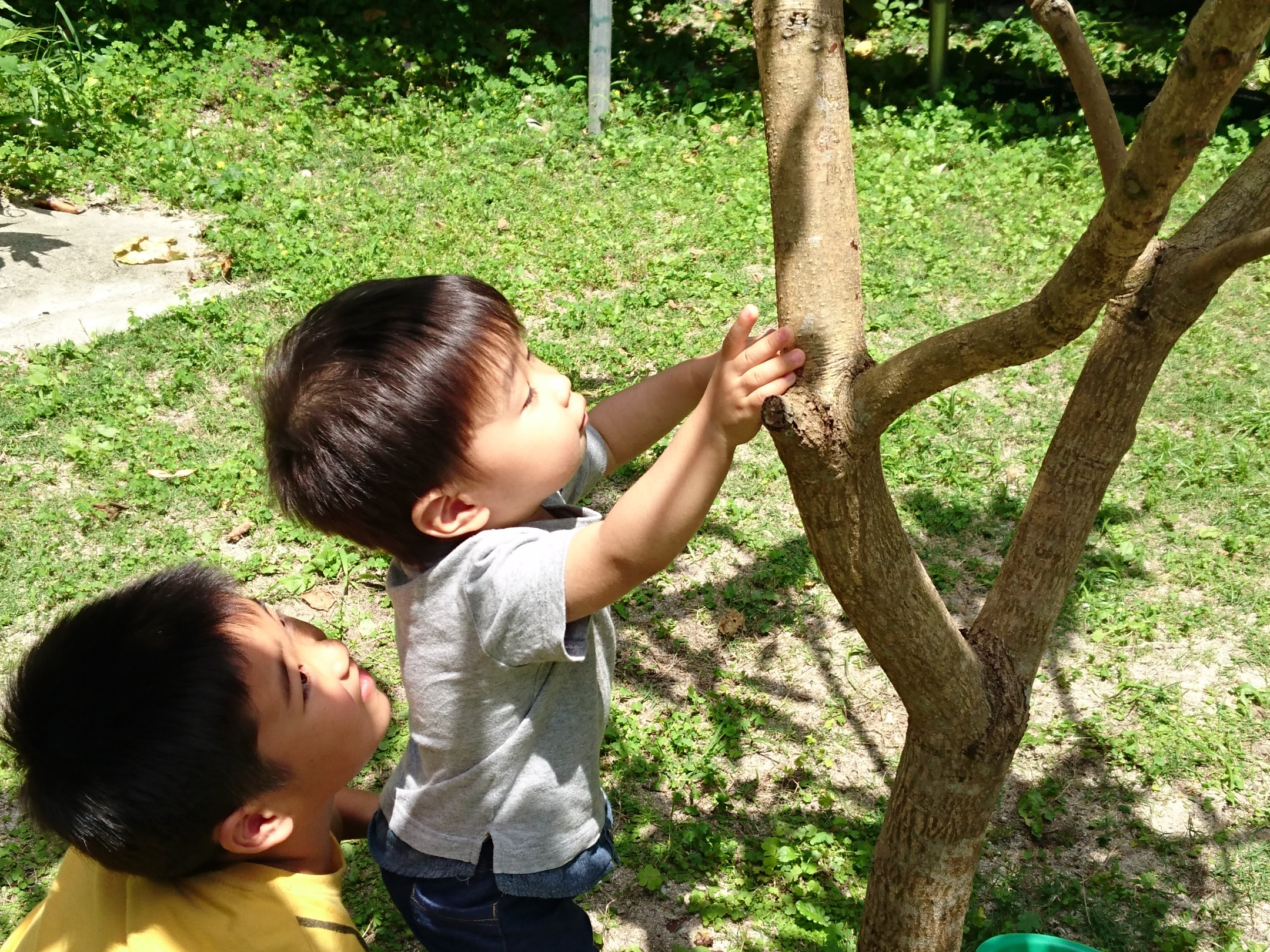 きのぼりとかげを捕まえようとする男の子